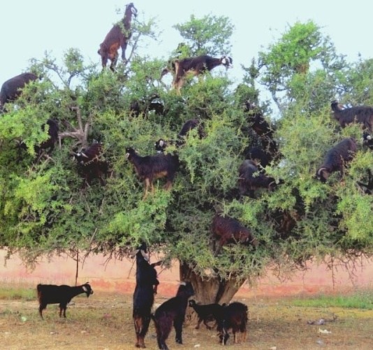 Υπερβόσκηση