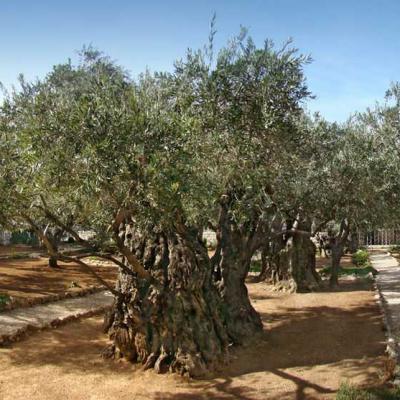Ο κήπος της Γεθσημανή